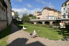 Basiue du Sacré-Cœurそばの川岸にいた攻撃的なガチョウ