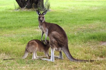 カンガルーの親子