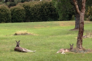 Churchill Park Golf Clubにいたカンガルー